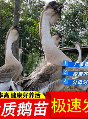 鹅活苗正宗特大种狮头鹅活苗潮汕特大型狮子头鹅灰狮头鹅幼苗活体