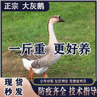 一斤正宗灰鹅活苗脱温小鹅苗纯种特种灰鹅大种四季皖南雁鹅三花鹅