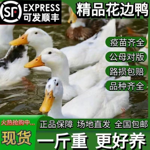 一斤高产蛋脱温农家散养麻鸭花边鸭双黄蛋鸭苗旱鸭白鸭苗大种鸭苗