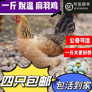 一斤正宗麻羽土鸡活苗脱温鸡苗纯种麻羽绿壳蛋鸡小鸡苗散养土鸡苗