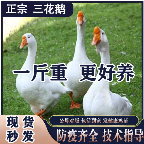一斤正宗大白鹅活苗脱温四季三花白鹅小鹅苗纯种特种大鹅皖南雁鹅