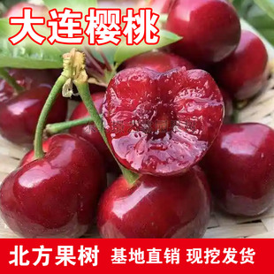大连樱桃树苗正宗嫁接特大果盆栽地栽南北方种植当年结果大樱桃苗