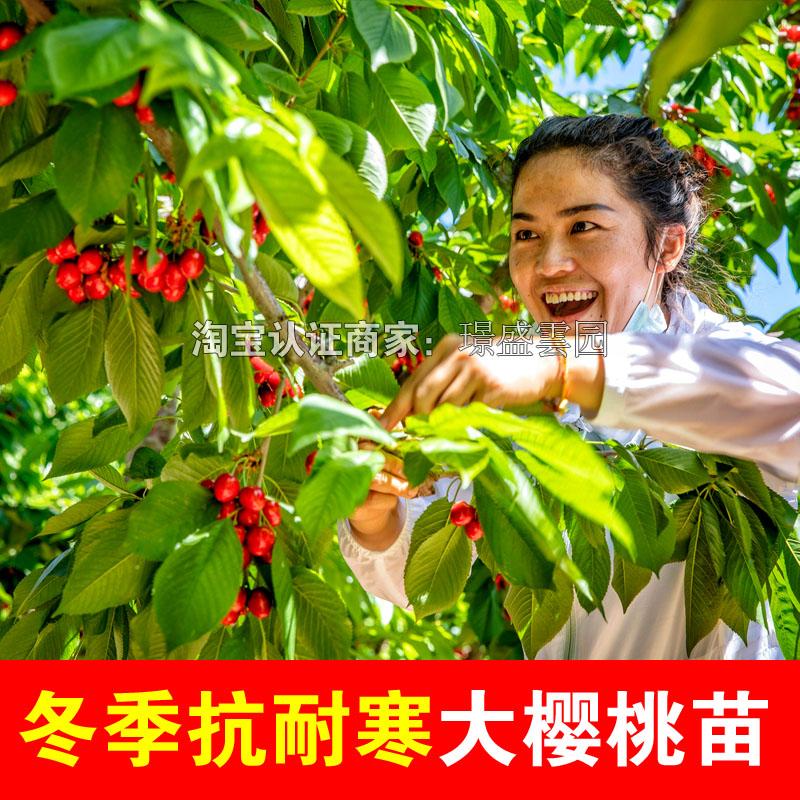 抗寒大樱桃树苗嫁接耐寒樱桃苗盆栽地栽南北方种植当年结果易成活