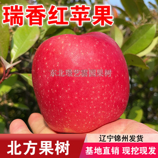 瑞香红苹果树苗嫁接瑞香红苹果苗南北方种植盆栽地栽当年结果苹果