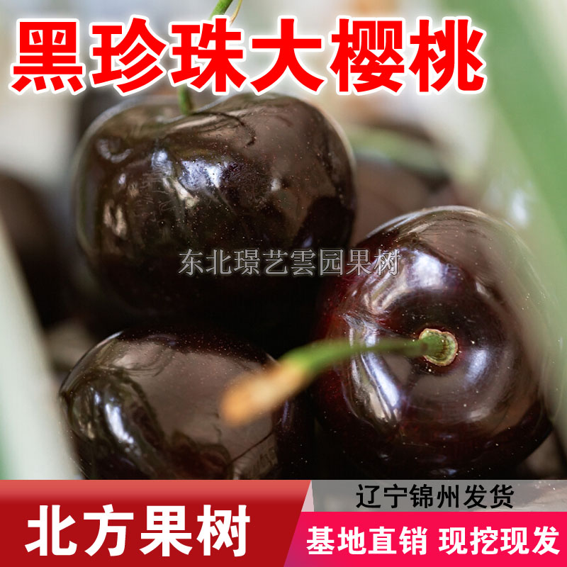 黑珍珠大樱桃树苗嫁接大樱桃苗盆栽地栽南北方种植果树苗当年结果