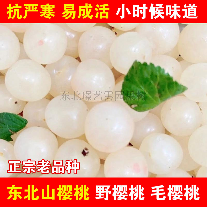耐寒抗冻小樱桃白玉毛樱桃苗山樱野生白樱桃树苗盆栽地栽当年结果