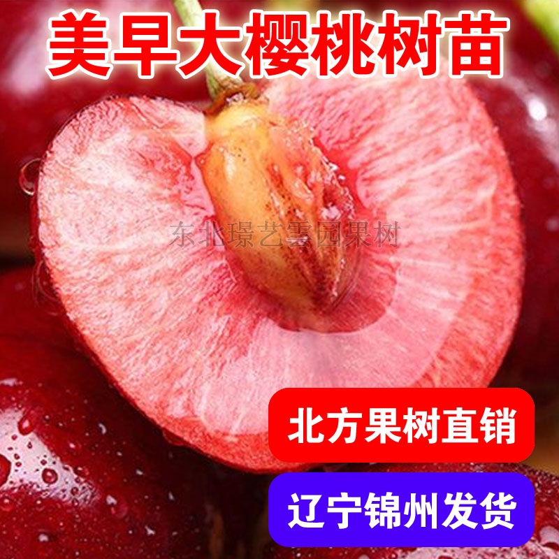美早大樱桃树苗南北方种植樱桃盆栽地栽栽矮化嫁接苗当年结果树苗