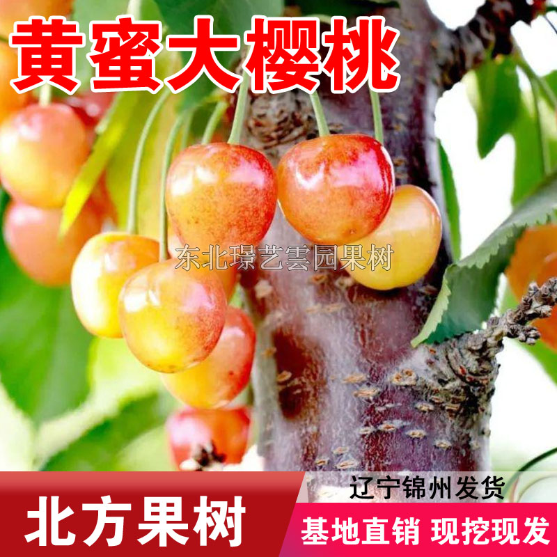 黄蜜樱桃树苗嫁接黄蜜大樱桃盆栽地栽南北方种植黄蜜樱桃当年结果