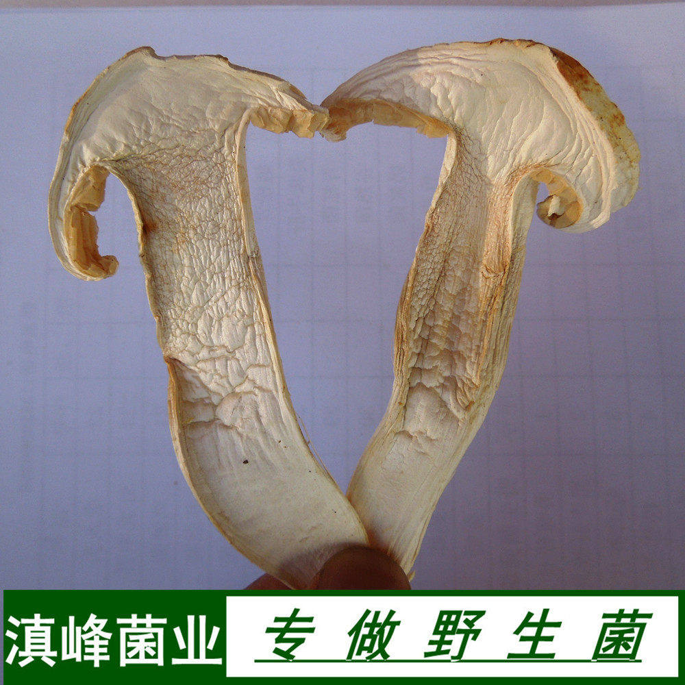 野生松茸菌去皮干货特价云南香格里拉土特产野菌蘑菇礼盒装包邮