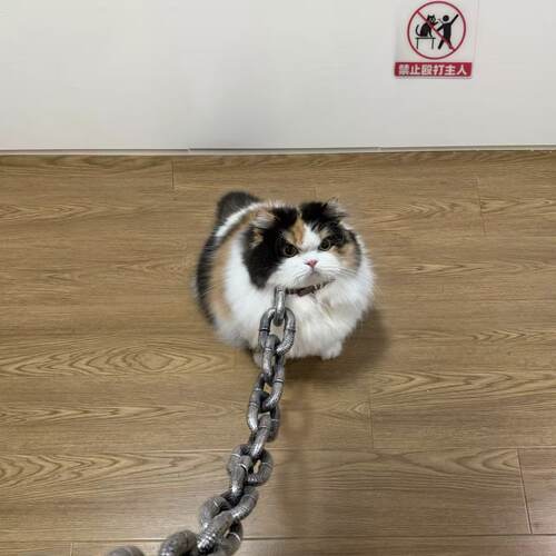 猫咪牵引绳仿真粗铁链整蛊道具