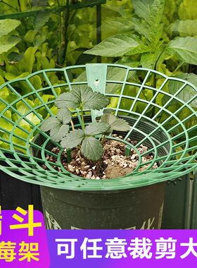 草莓支架托盘园艺用品家庭阳台种植太阳花盆栽苗防腐烂果实支撑架