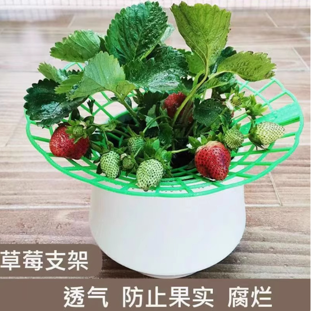 草莓支架太阳花托盘防倒护叶