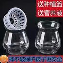 高透明塑料水培花瓶观音竹富贵竹莲花竹水培室内创意防摔花瓶