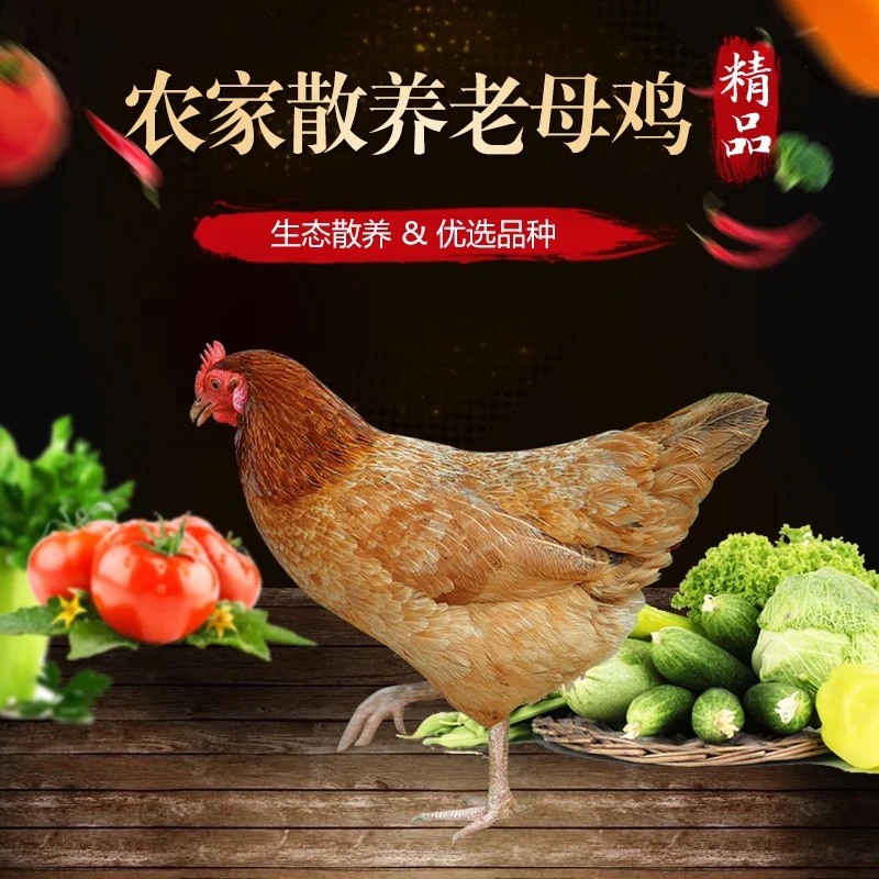 正宗沂蒙散养走低老母鸡整只现发
