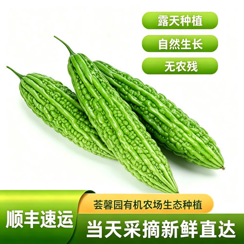荟馨园新鲜苦瓜露天自然生长