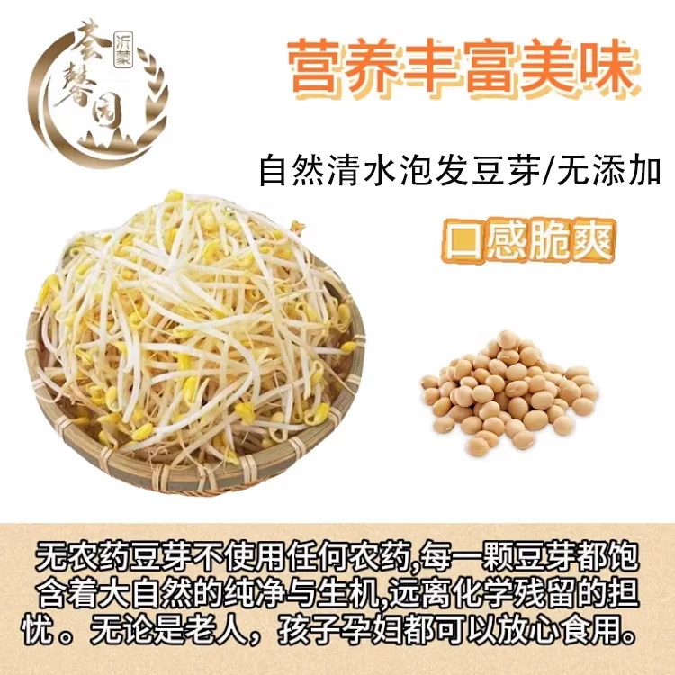 非转基因豆芽无激素防腐剂清水自然泡发豆芽和家里泡的一样安心