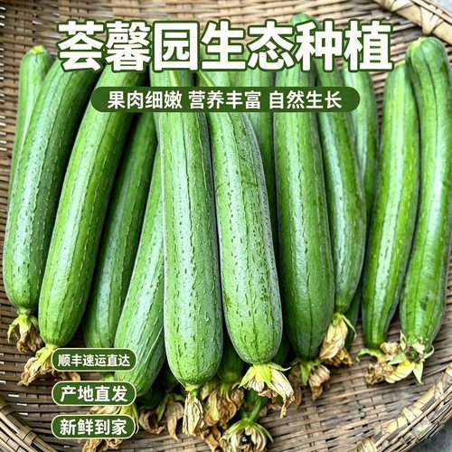 荟馨园露天丝瓜现摘鲜嫩无农残