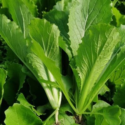 荟馨园生态酵素种植素食乳白菜