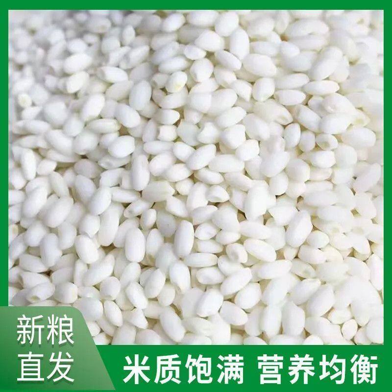 白糯米长圆糯米饭包粽子做糍粑