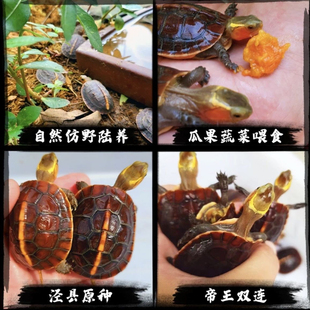 黄缘龟幼龟闭壳龟皖南安缘台缘大陆缘受精蛋包孵化送孵化工具