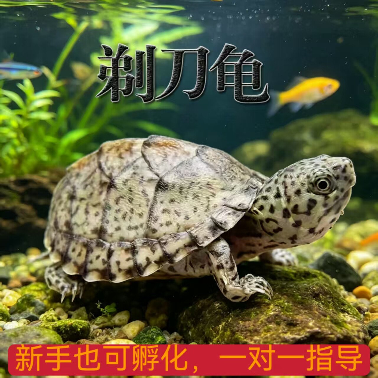 剃刀龟蛋巨头龟蛋虎纹龟蛋蛋龟深水龟宠物小乌龟包孵化
