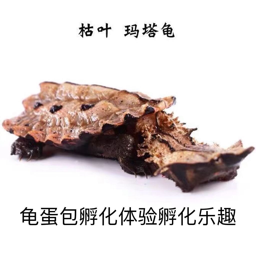 枯叶龟红玛塔黑玛塔受精蛋孵化蛋宠物龟深水龟龟粮龟苗好孵化品种