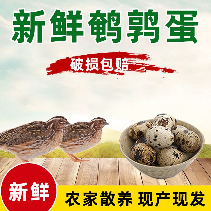 农家新鲜鹌鹑蛋杂粮喂养现捡现发整箱批发儿童宝宝高蛋白营养辅食