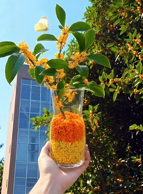 【金桂盈瓶】秋日装桂花的瓶子容器花朵收集玻璃瓶桌面装饰摆件