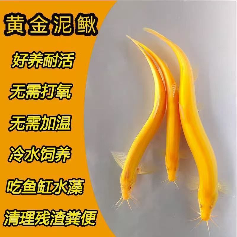 观赏鱼黄金泥鳅清洁冷水清道夫淡水鱼好养金龙鳅鱼缸清理粪便工具图片