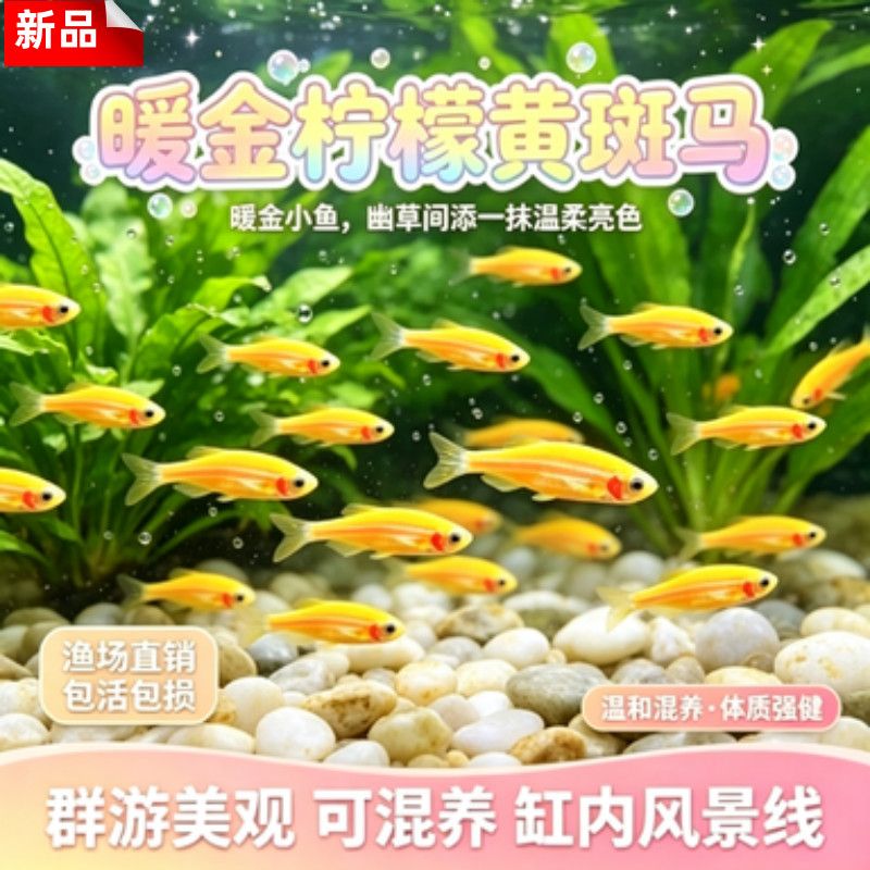 小型热带灯科鱼斑马鱼大号观赏鱼淡水好养耐活孔雀鱼苗活体清道夫