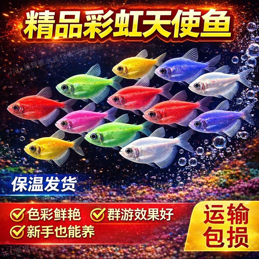 天使鱼观赏鱼活鱼大号群游活体斑马孔雀热带鱼小型鱼淡水好养耐活