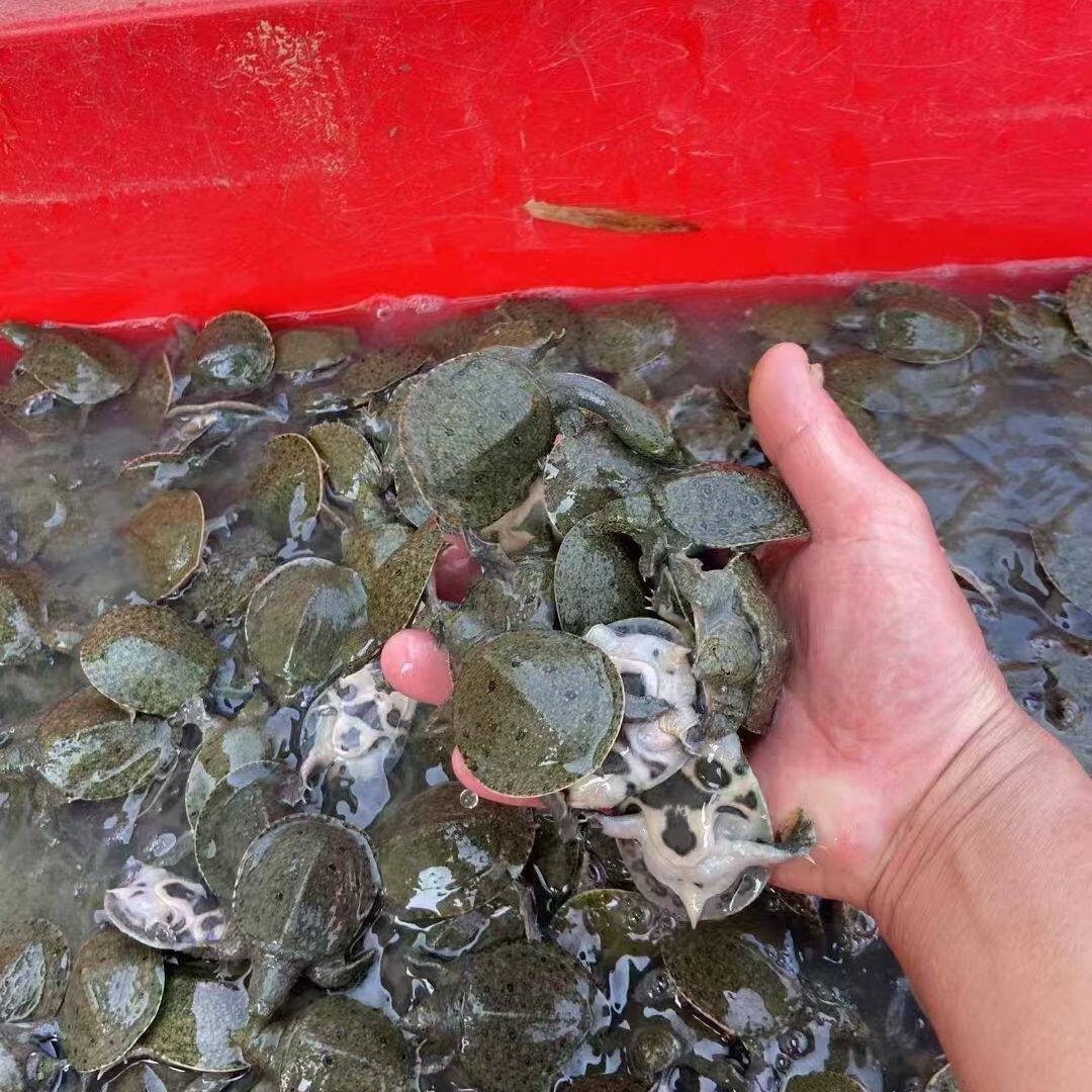 100只中华鳖苗小甲鱼苗水鱼苗王八团鱼苗批发外塘养殖甲鱼可食用