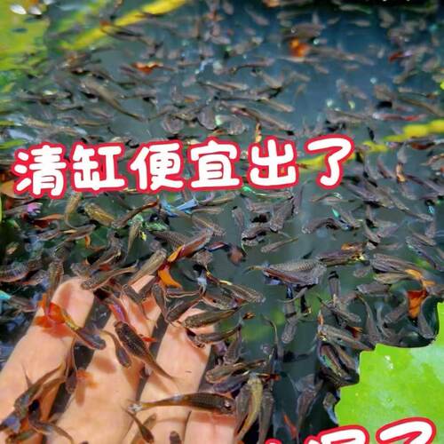 60条公母孔雀鱼精品纯种观赏鱼小型热带鱼活体淡水好养耐活凤尾
