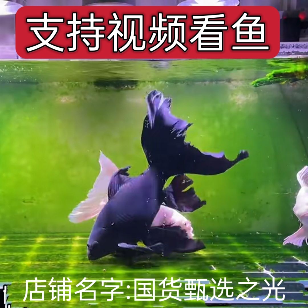 台湾黑彗星鱼苗纯种冷水黑蝴蝶鲤龙鲤蝴蝶鲤鱼长尾观赏鱼活体