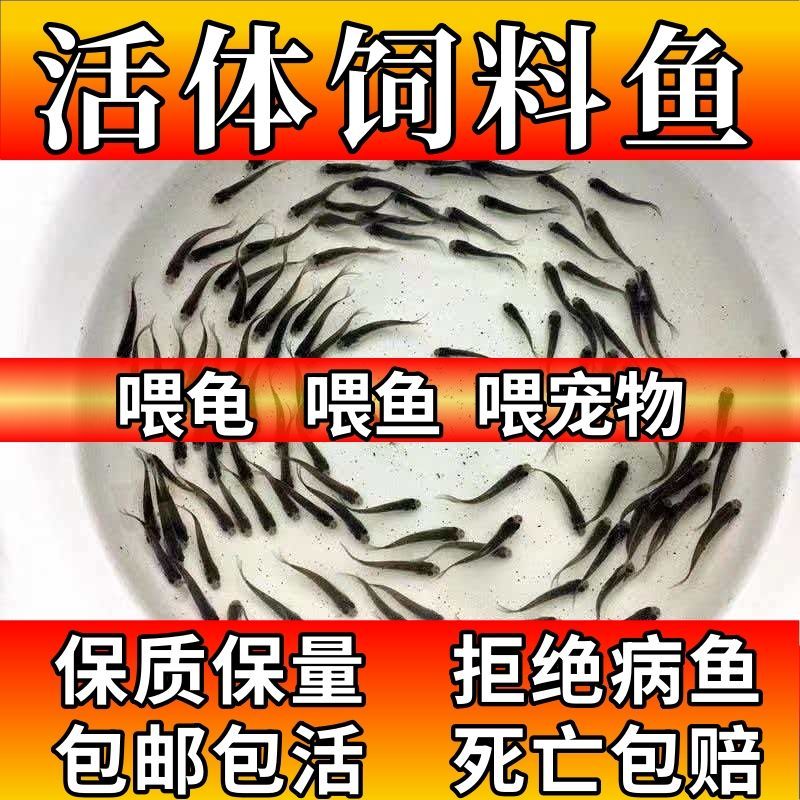饲料鱼龙鱼六角恐龙乌龟吃的饲料鱼活体饵料土鲮鱼,白鲢鱼麦穗鱼