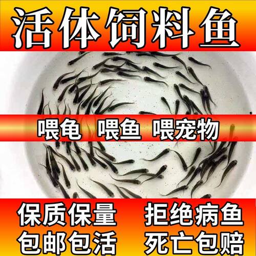 饲料鱼龙鱼六角恐龙乌龟吃的饲料鱼活体饵料土鲮鱼,白鲢鱼麦穗鱼