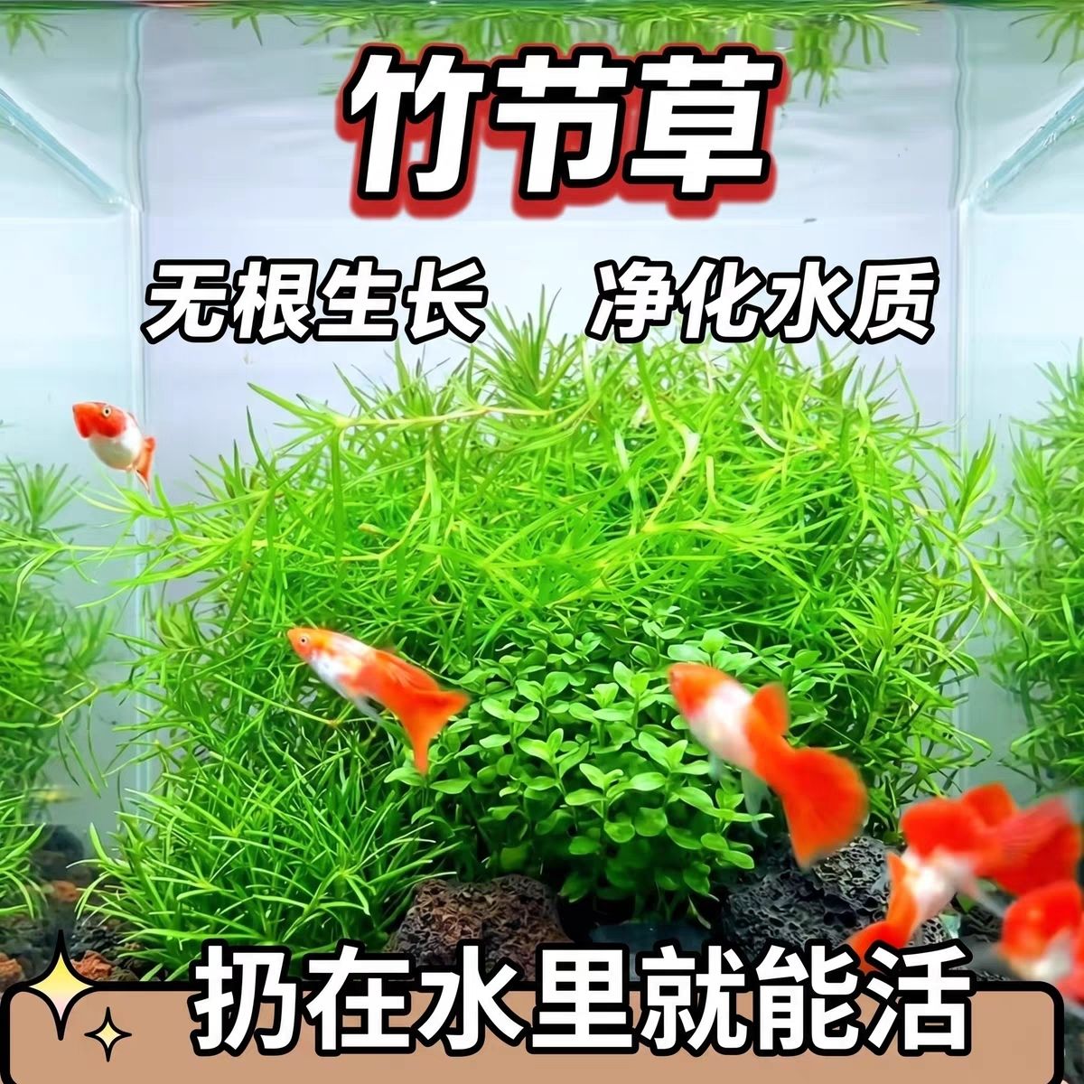 印度小竹节草新手好养耐活懒人阴性水草鱼缸装饰造景净化水质