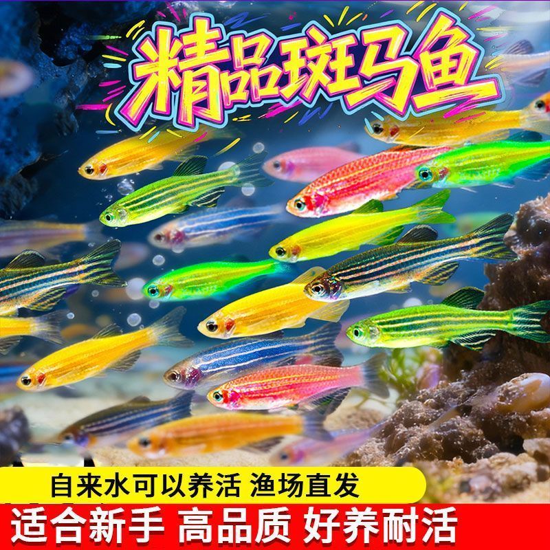 红黄糖果斑马鱼桌面小鱼好养热带鱼七彩淡水鱼新手小型耐活小鱼