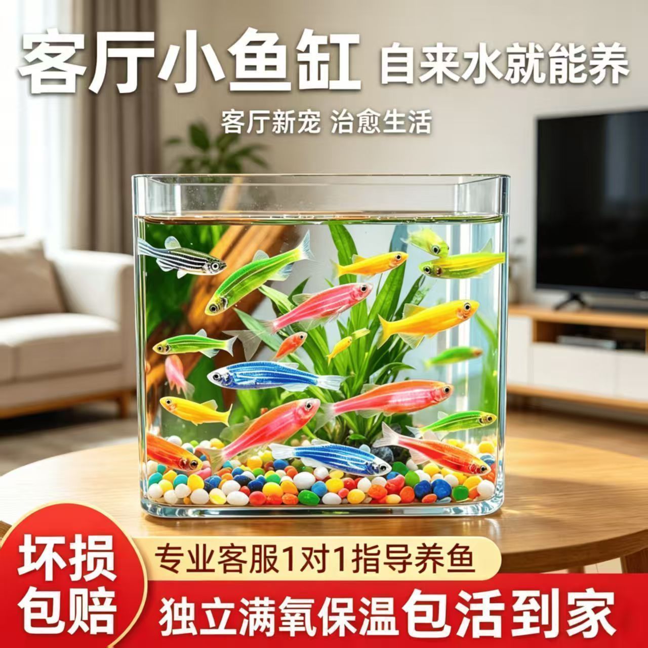 小型热带鱼观赏鱼灯科鱼鱼群游鱼活体鱼红斑马鱼淡水鱼好养易活鱼
