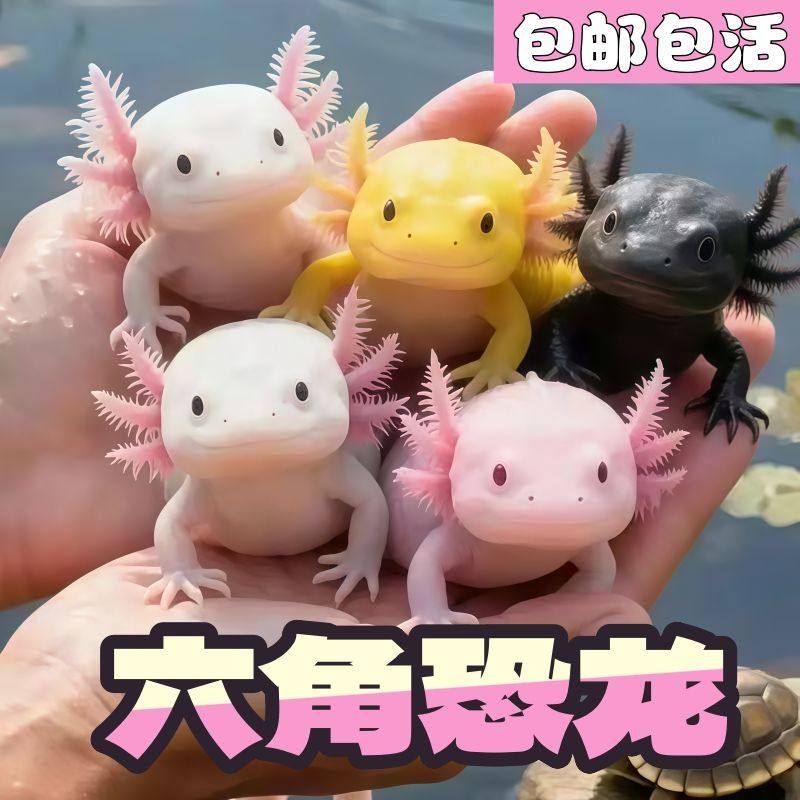 六角恐龙鱼蝾螈活体淡水宠物观赏冷水鱼好养耐活无需打氧,宠物/宠物食品及用品,鱼,淘宝优惠券,粉丝福利购,淘宝优惠卷