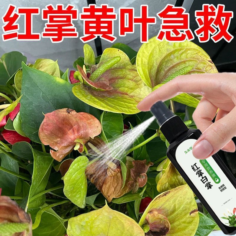 红掌白掌通用免稀释营养液防黄叶