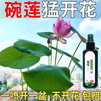 【高效】碗莲营养液专用防黄叶发黑烂叶催芽促开花增肥专用液体肥