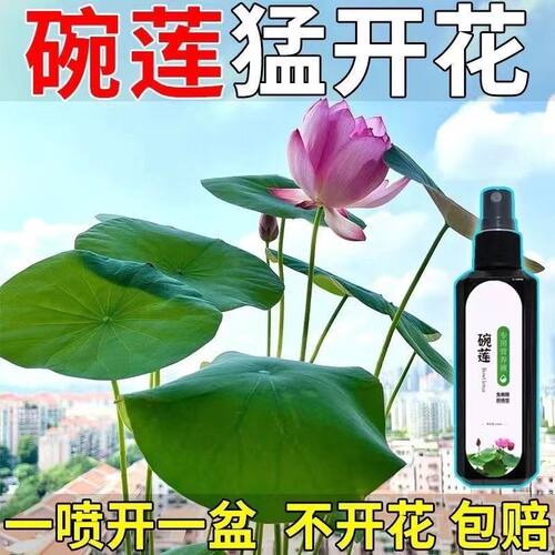 【高效】碗莲营养液专用防黄叶发黑烂叶催芽促开花增肥专用液体肥
