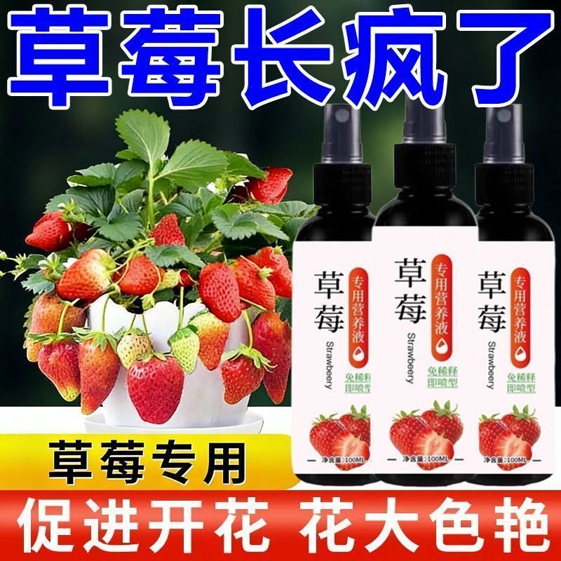 草莓专用免稀释营养液家用盆栽专治不结果果期膨果增甜肥料营养液