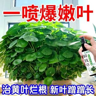 铜钱草营养液黄叶救星水培爆盆神器阳台盆栽专用天然配方不烧根