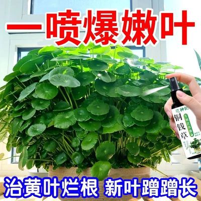 铜钱草营养液黄叶救星水培爆盆神器阳台盆栽专用天然配方不烧根