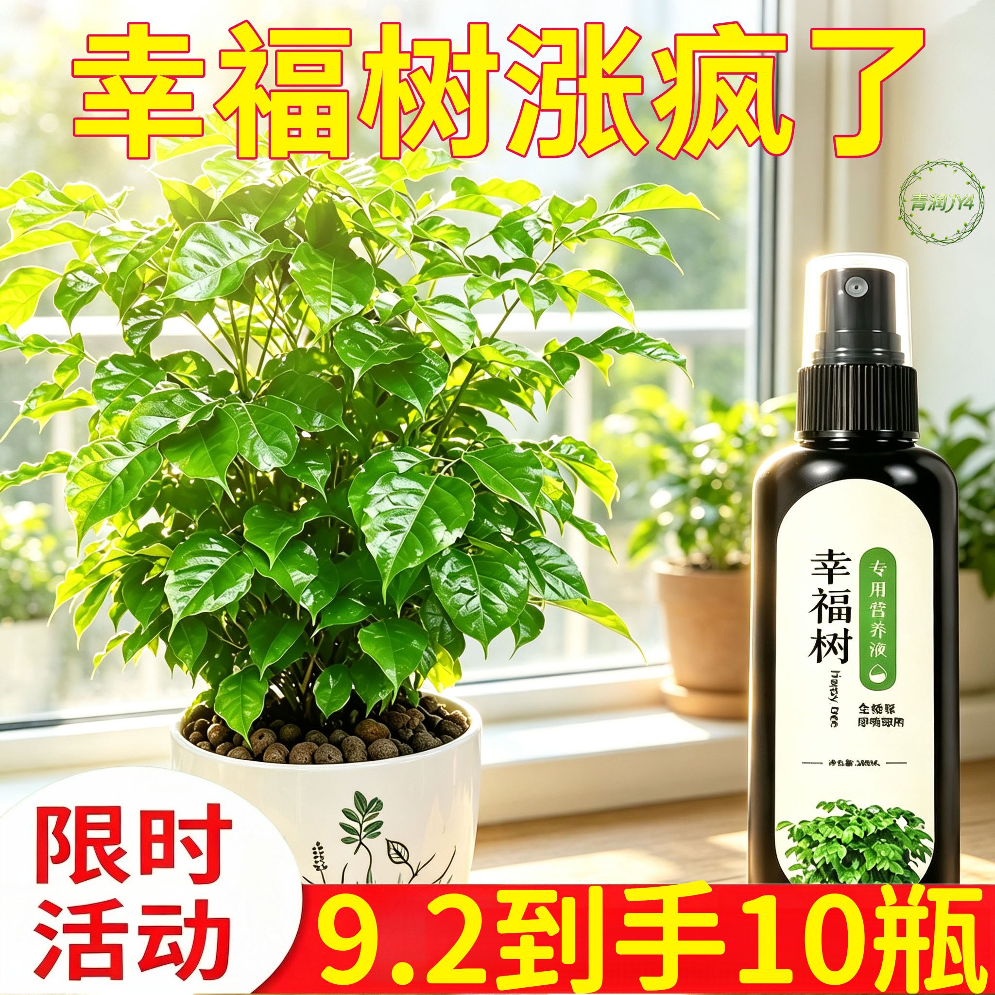 幸福树多肉盆栽通用生根营养液