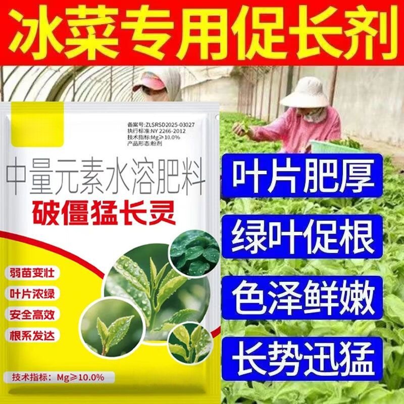 生根+提苗】 多采收冰菜促长冰菜嫩粗壮冰菜快速促长叶肥绿芽增嫩