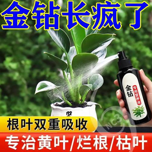 金钻营养液专用肥料家用室内养花绿钻红钻大叶绿公主盆栽园艺肥料