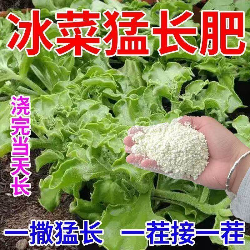 生根+提苗】 多采收冰菜促长冰菜嫩粗壮冰菜快速促长叶肥绿芽增嫩